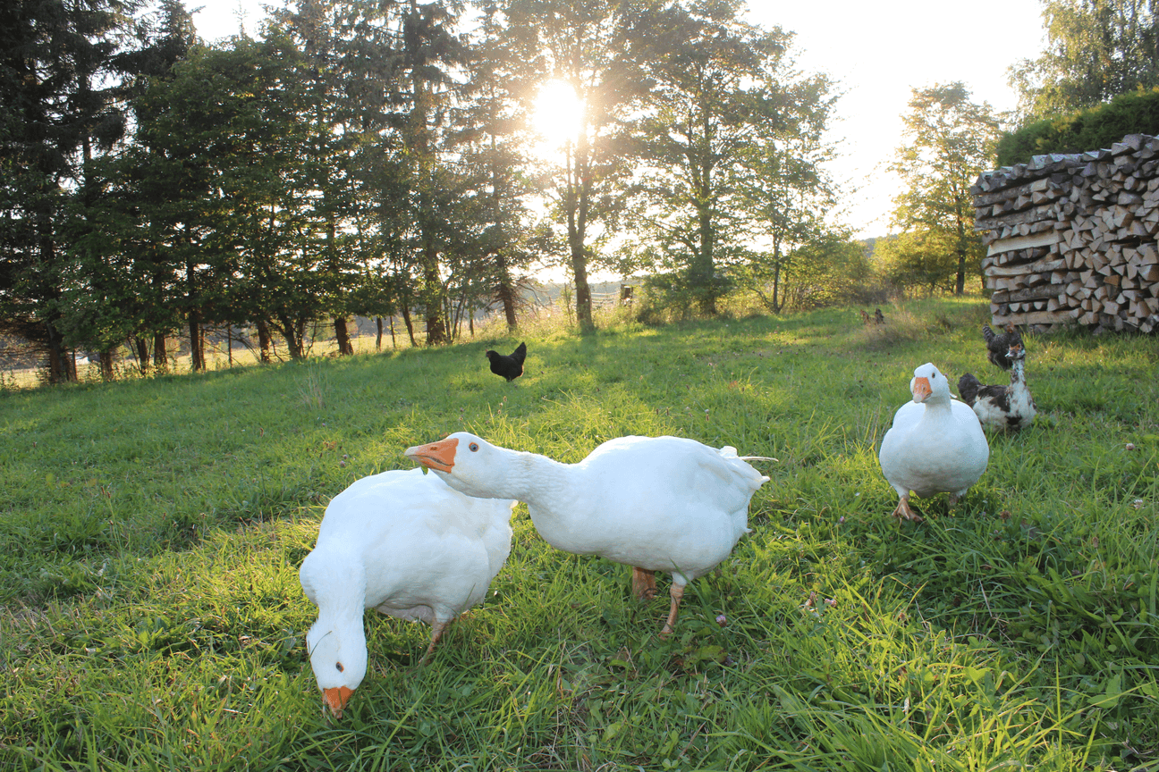 Gästehaus Galerie Bild 4