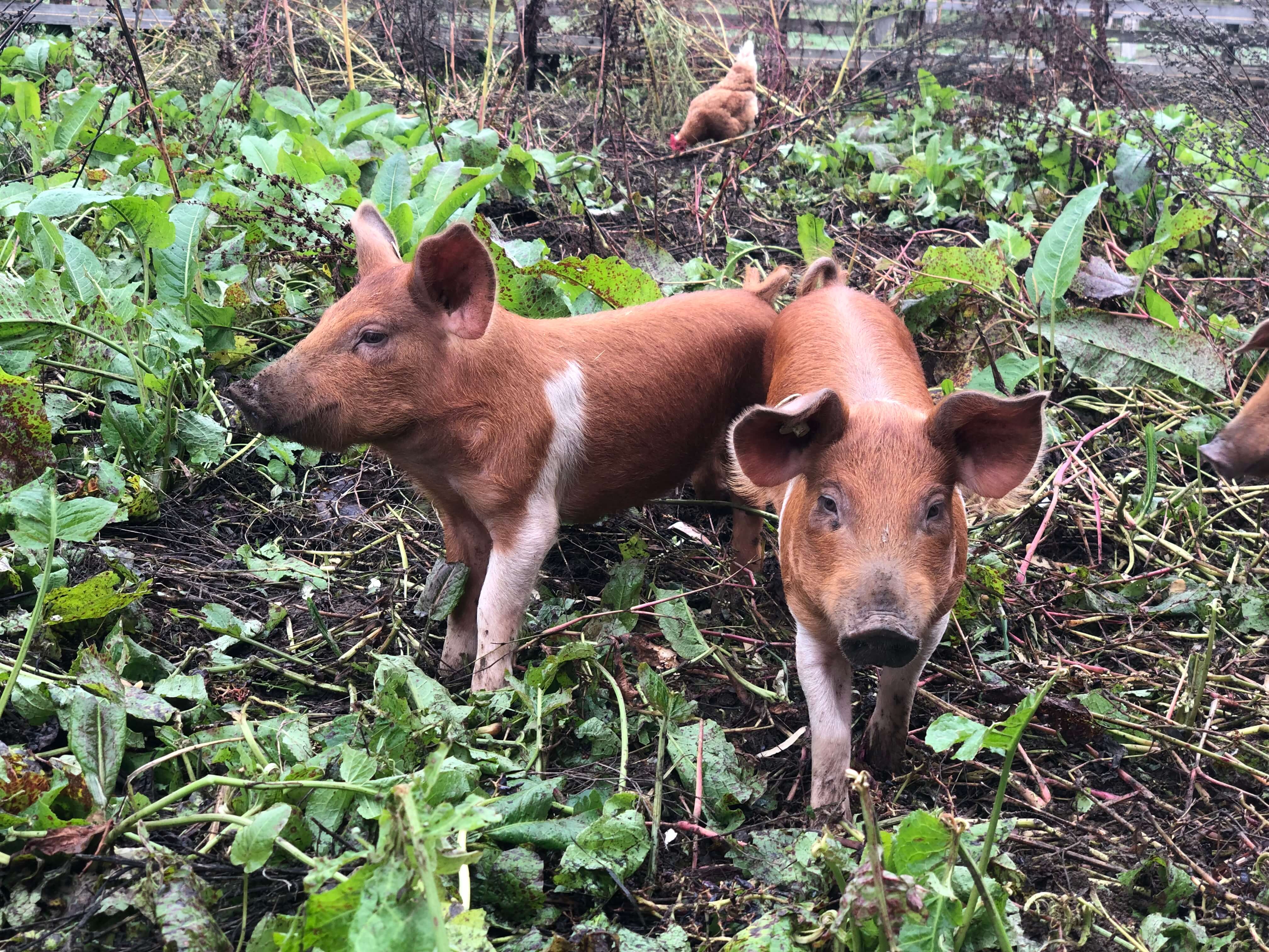 Gästehaus Galerie Bild 10