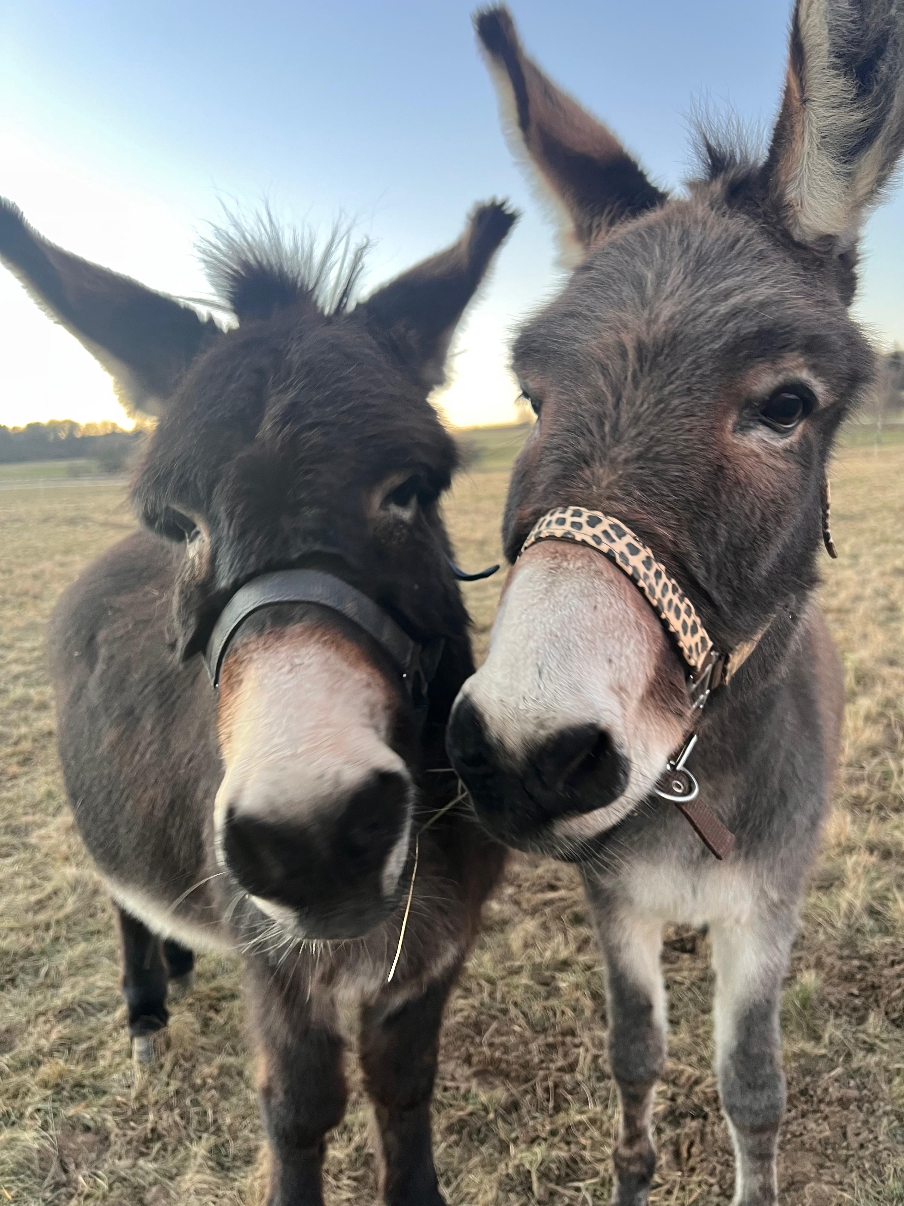 Eselwanderung Bild 4