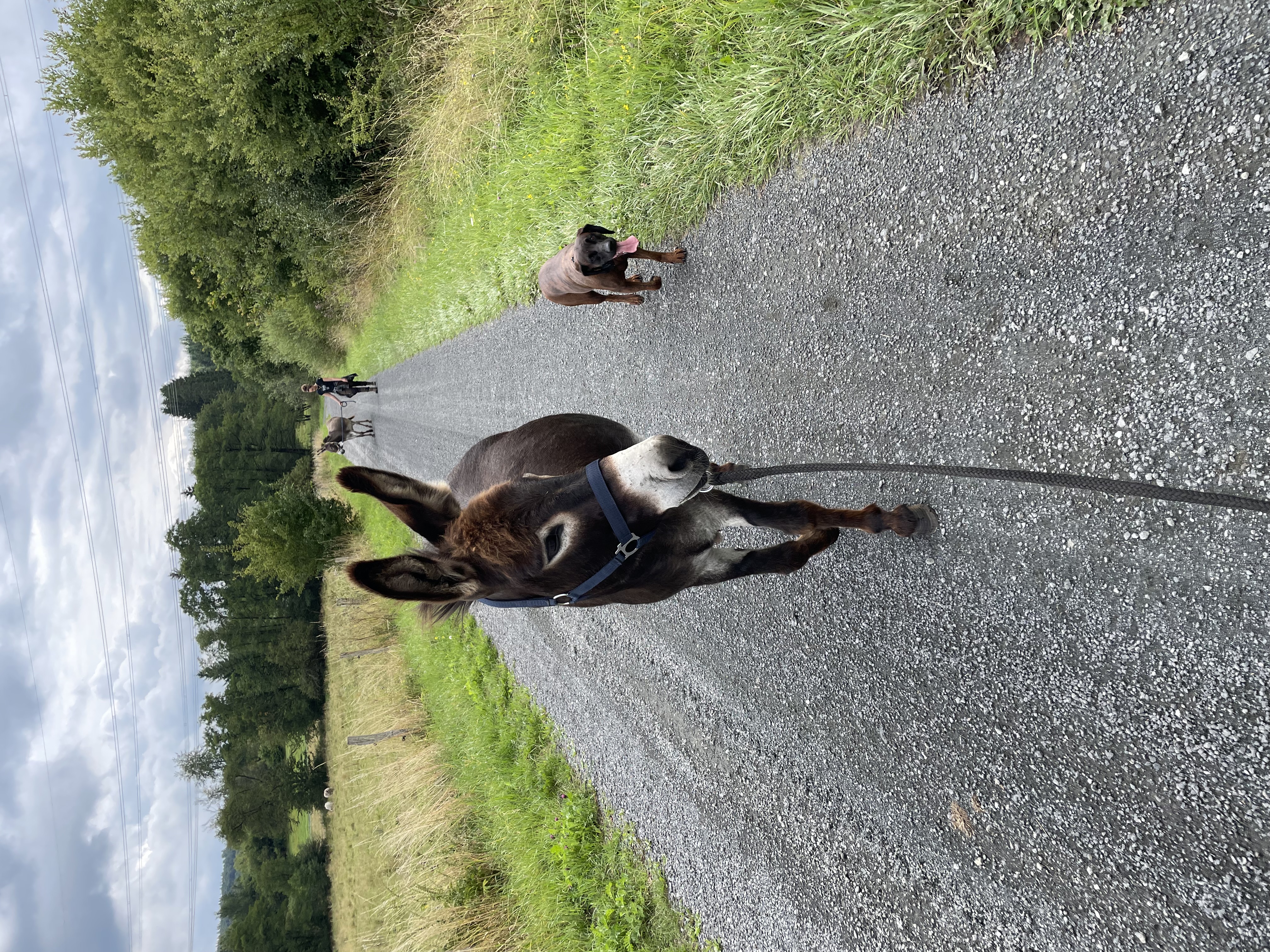 Eselwanderung Bild 9